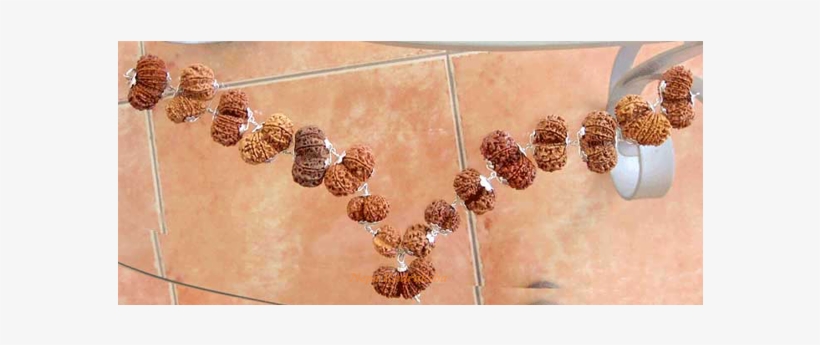 Sidha Mala Rudraksha Collection - Gaurishankar, transparent png download