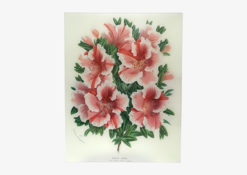 Azalea John G - Orexa, transparent png download