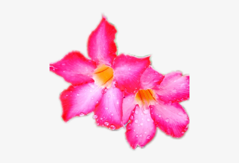 Desert Rose, transparent png download