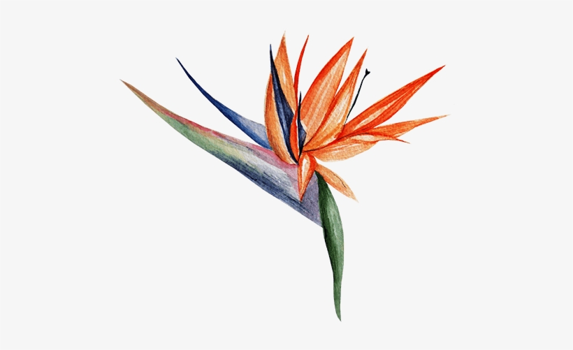 Watercolor Painting, transparent png download