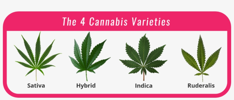 Cannabis - Cannabis Hybrid, transparent png download