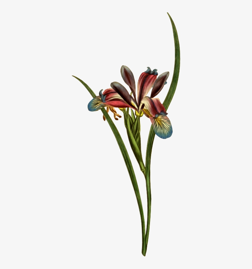 Vector Royalty Free Amaryllis Drawing Old - Vintage Grass Png, transparent png download