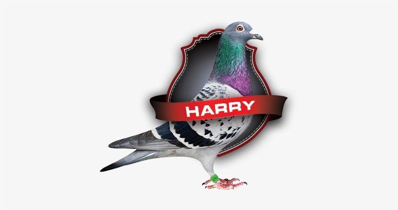 Quality Is A Choice - Tamee Harrison A Beautiful Time, transparent png download