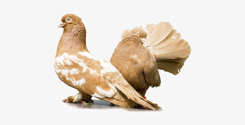 488 Free Images, Illustrations, Vector Graphics - Moscow, transparent png download