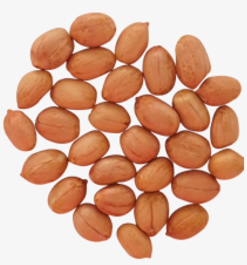 Peanut, transparent png download