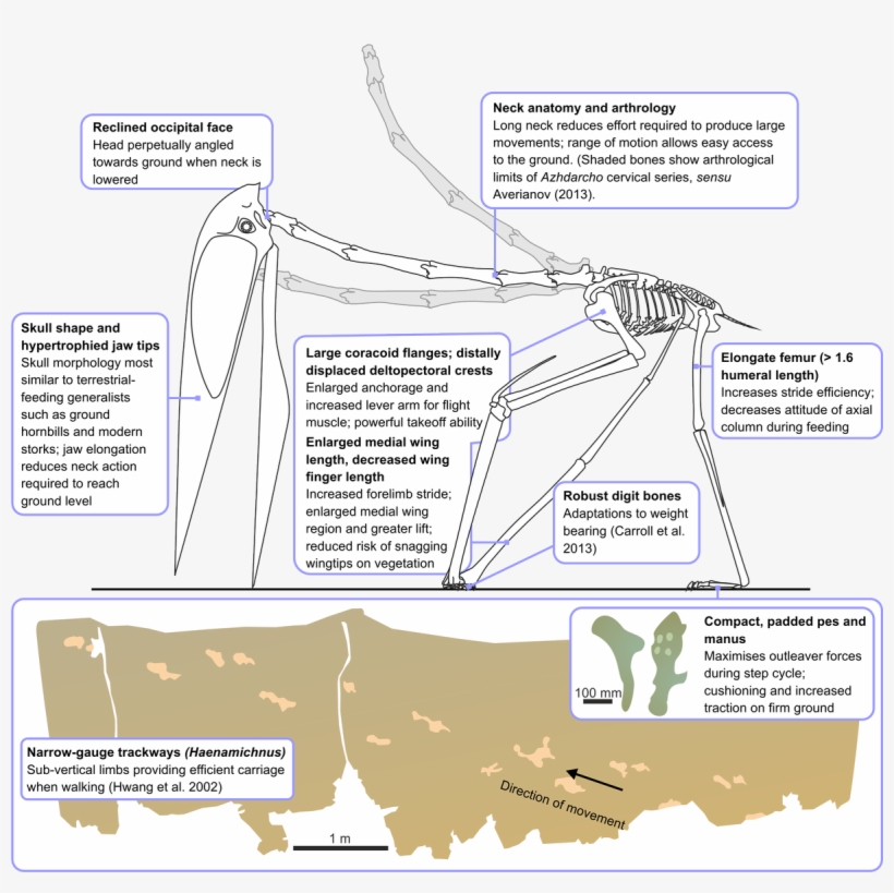 Most/all Food Likely Procured On Land - Pterosaurs Terrestrial Stalker, transparent png download