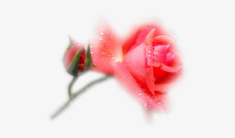 Букет Цветов Анимация - Garden Roses, transparent png download