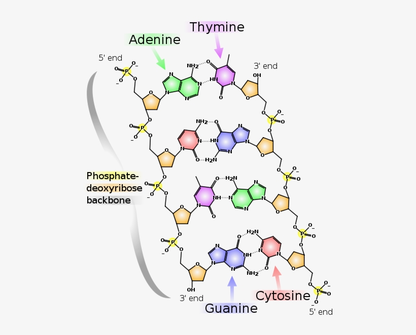 Molecular - Diagram Of Dna Base Pairs, transparent png download