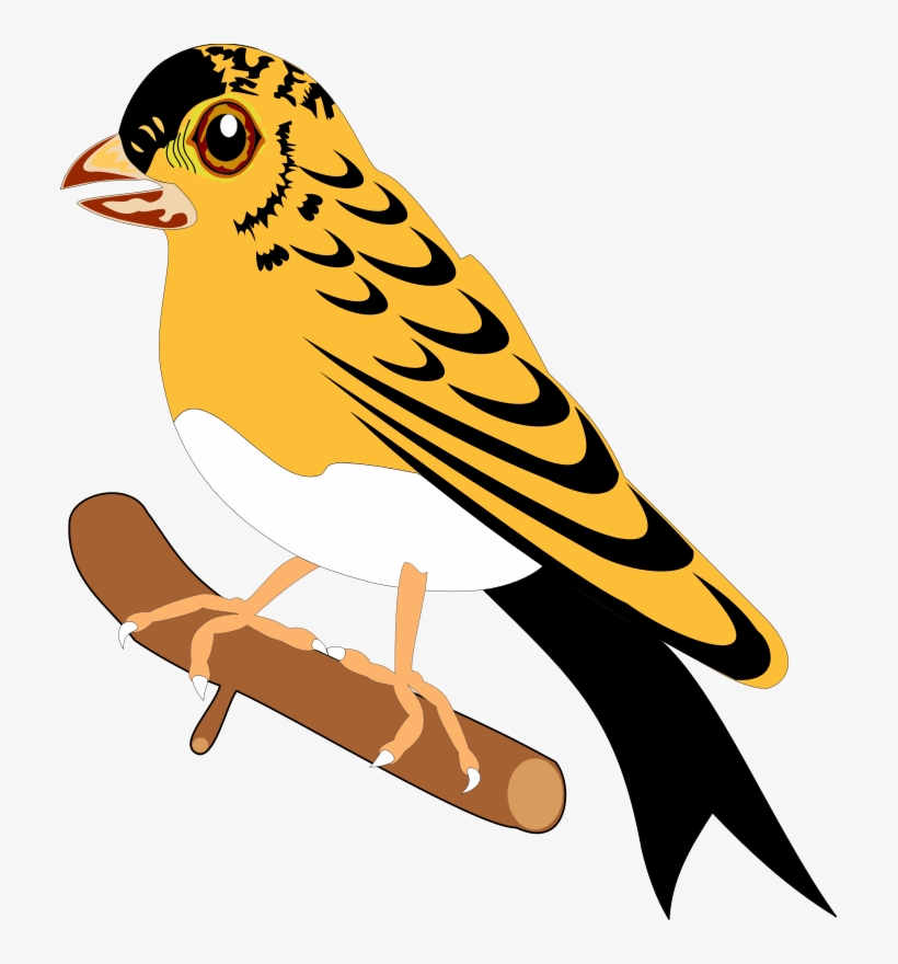 Bird, transparent png download