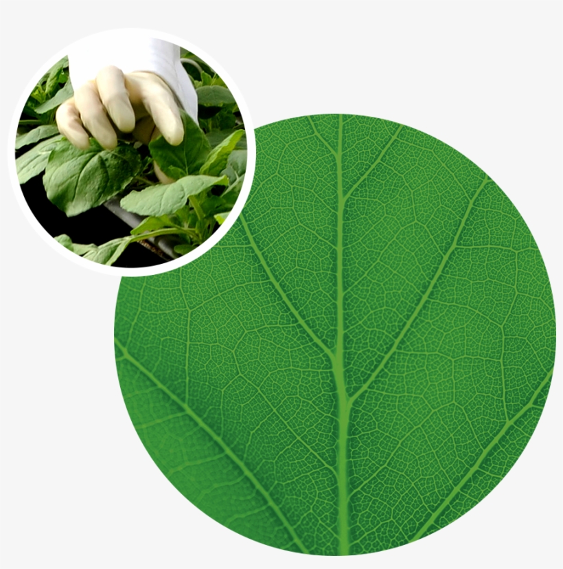 Image - Future Of International Environmental Law By David, transparent png download