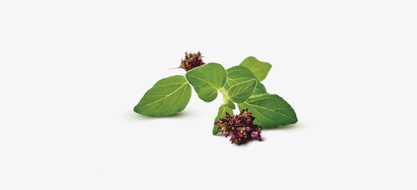 Oregano - Cranberry, transparent png download
