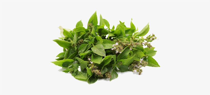 10 Lb - Lemon Basil, transparent png download