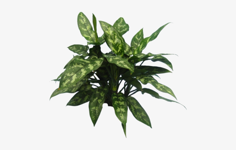 Aglaonema Maria - Aglaonema Png, transparent png download