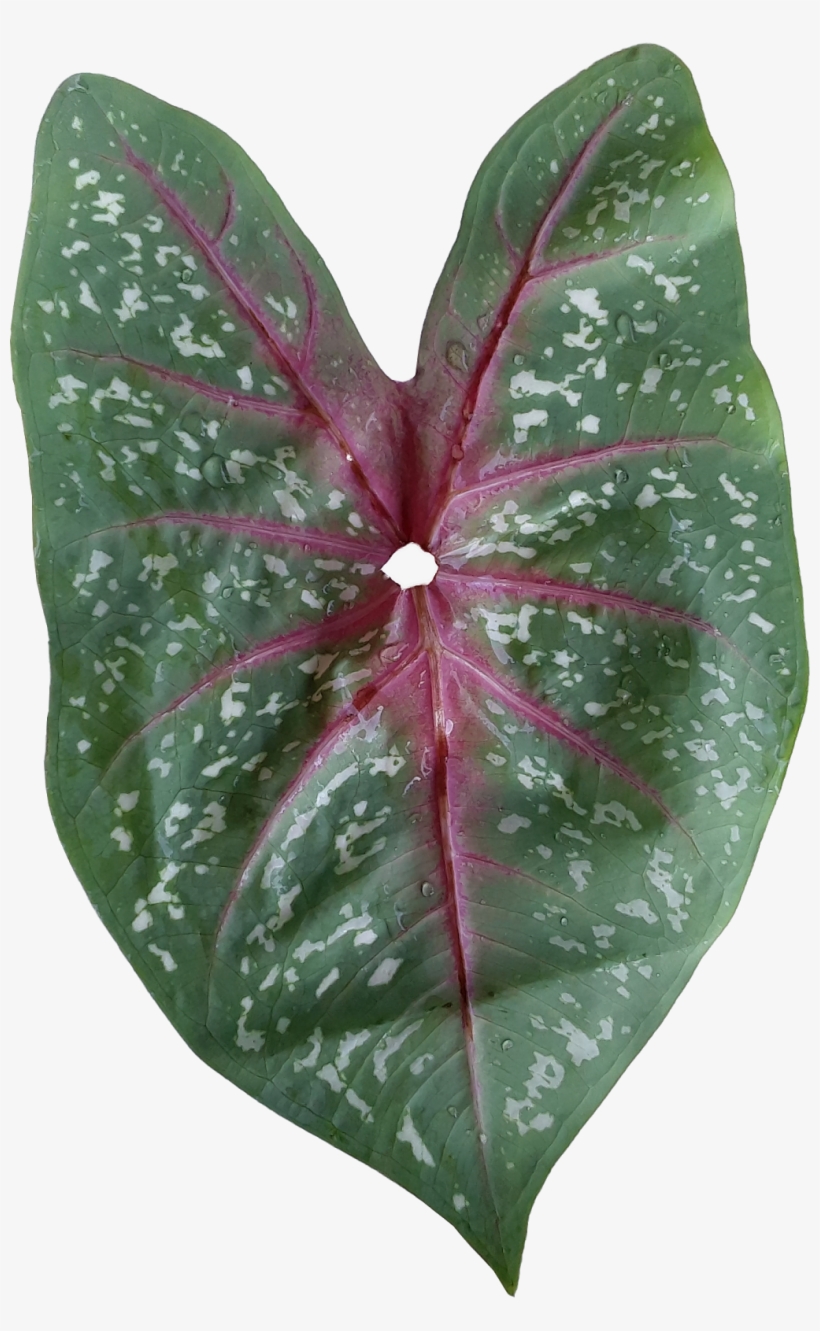 1) Deveined (see Notes) Tender Spotted Taro Leaves - Anthurium, transparent png download