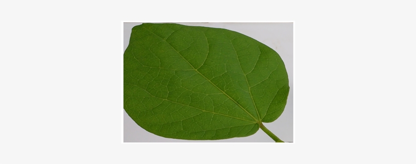 American Aspen, transparent png download