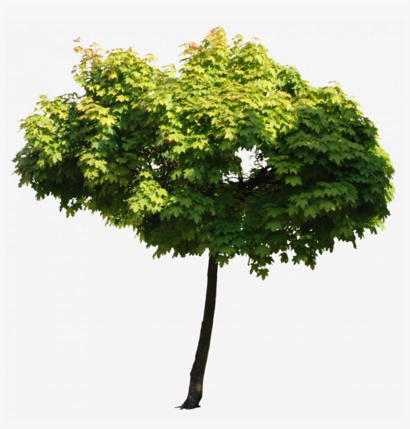 Tree Png Hd Architecture, transparent png download