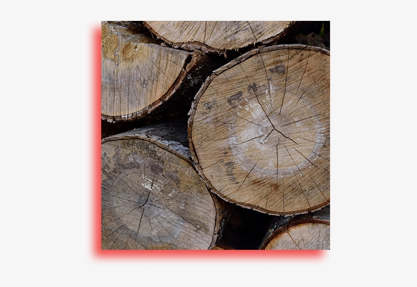 Maple, transparent png download
