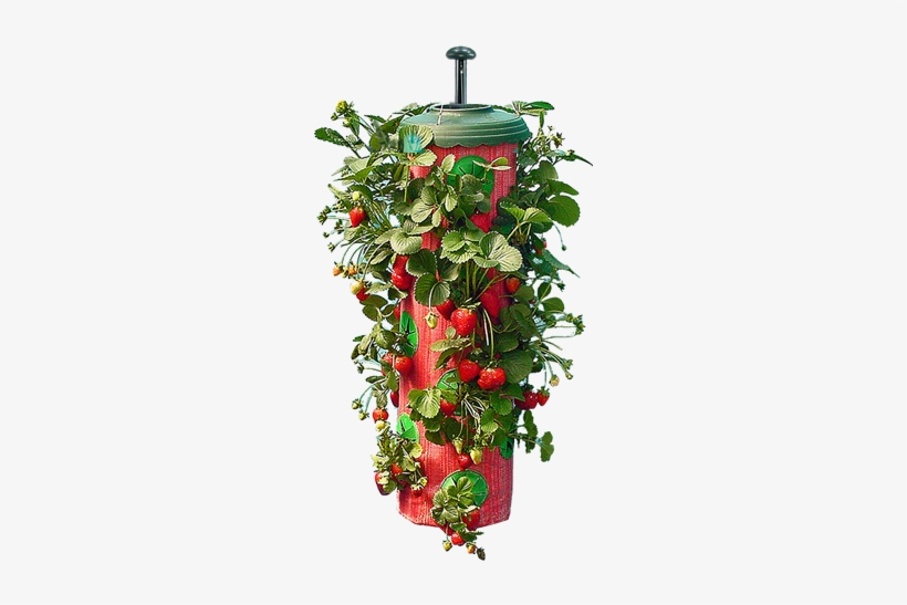 For Instance, A Visit To Home Depot For Soil And Turf - Seen On Tv Topsy Turvy Strawberry Planter, transparent png download