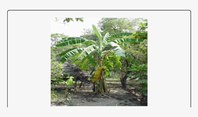 Musa Paradisiaca - - Musa Paradisiaca, transparent png download