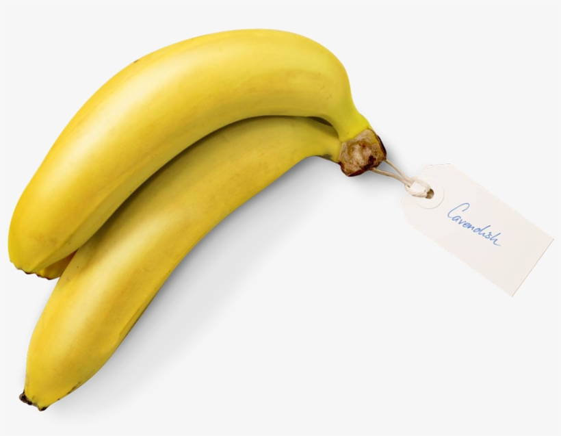 The Cavendish Banana - Banana, transparent png download