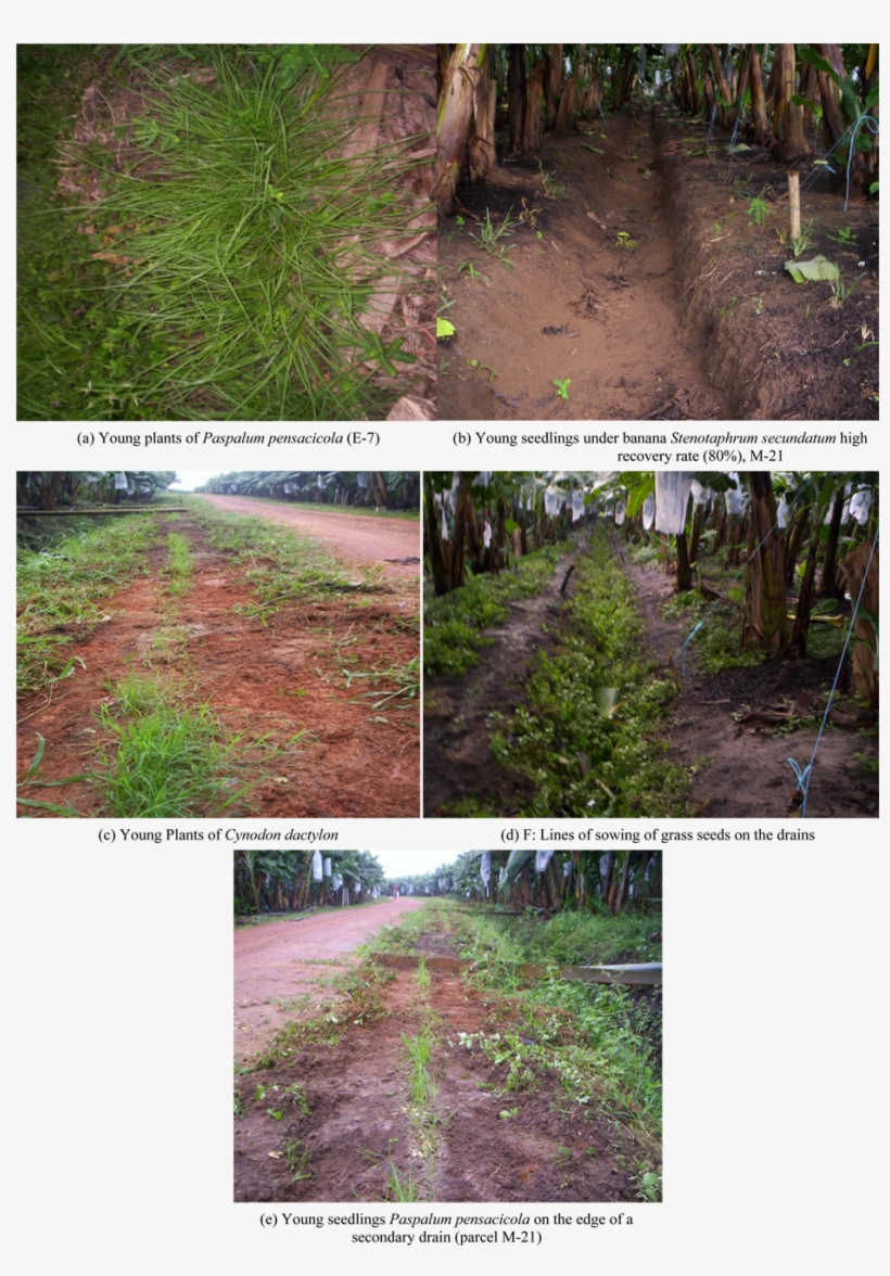 Planting And Cultivation Of Grain And Grass Cuttings, transparent png download