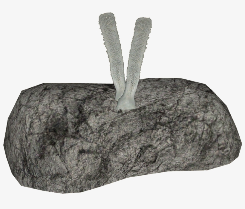 Venus Flower Basket - Boulder, transparent png download