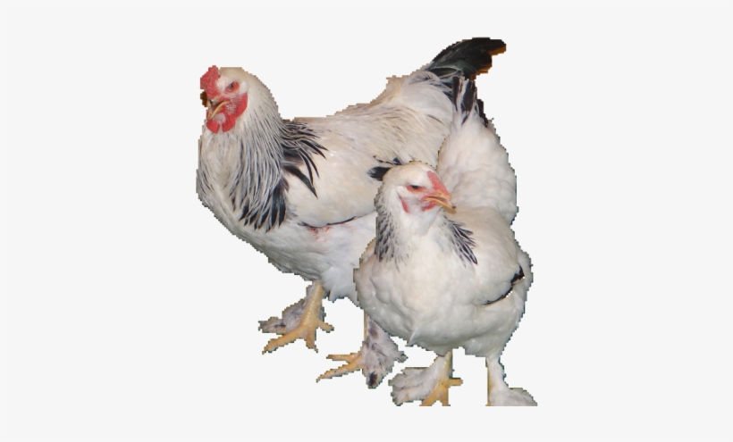 Light Brahmas Are Mainly White In Color With, Black-edged - Rooster, transparent png download