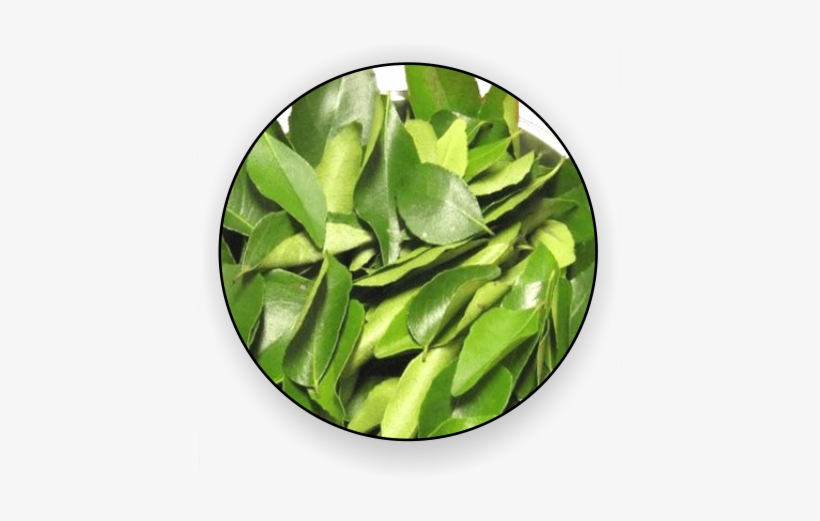 Dried Moringa Leaf, Moringa Leaf Powder, Dried Curry - Curry Leaves Transparent, transparent png download