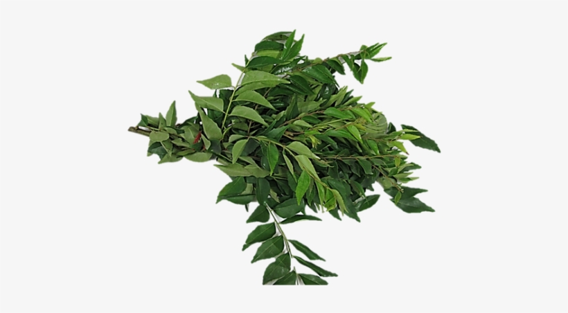 Sale Curry Leaves / Kadipatta / 100 Gm - Curry Tree, transparent png download