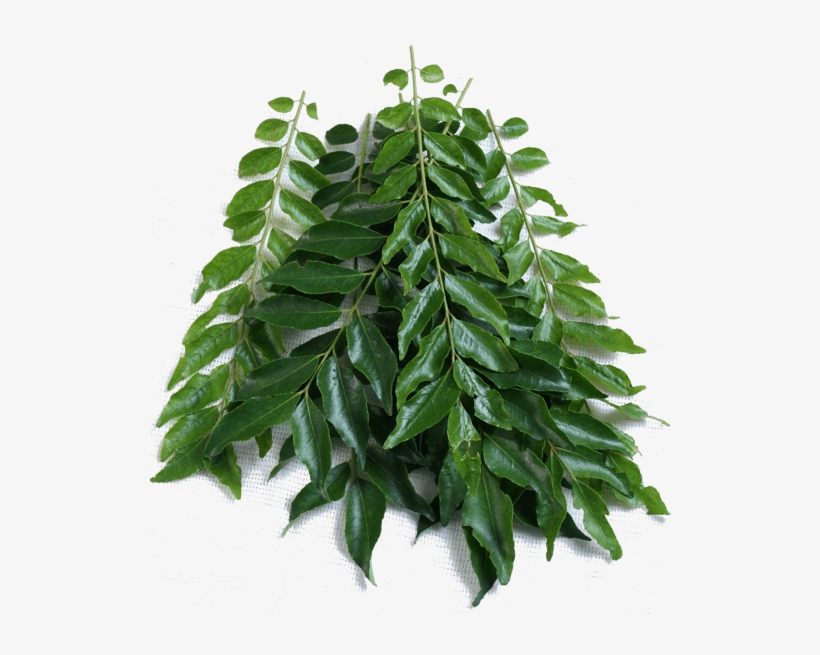 Curry Leaf - Kari Patta Tree, transparent png download