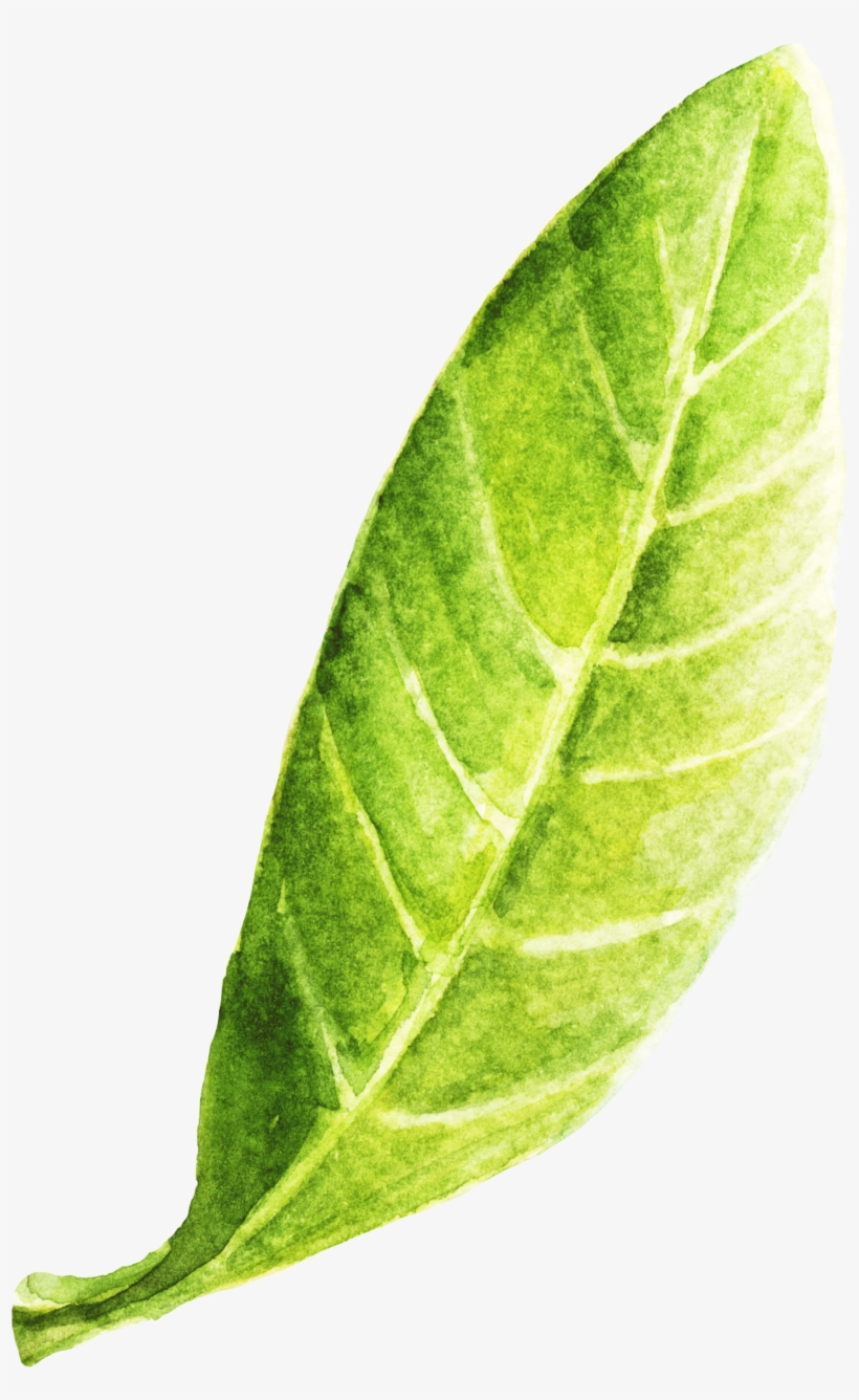 Non-spoiler Book Review - Leaf, transparent png download