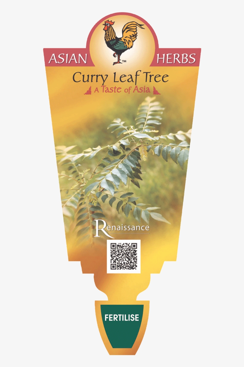 Curry Leaf Tree - Herb, transparent png download