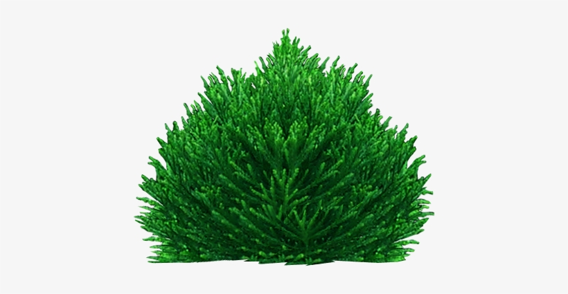 Graphics - Bush Png Illustration Transparent PNG - 436x345 - Free ...
