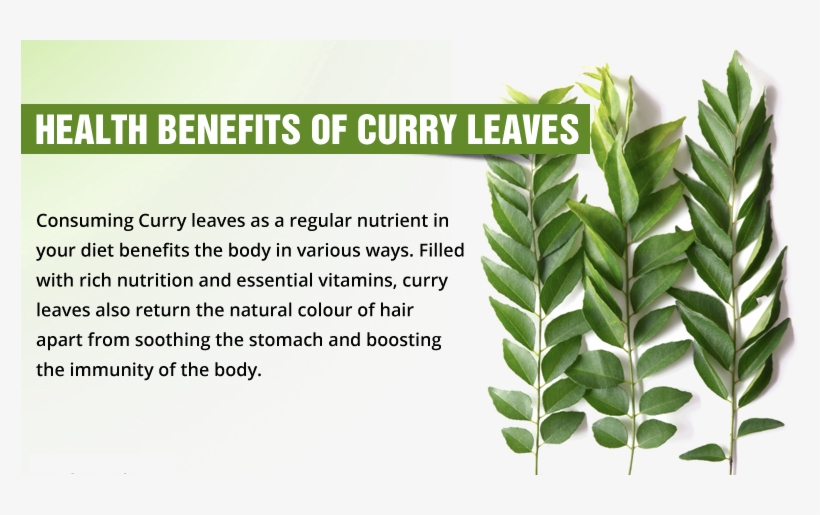 Curry Leafs Are A Boon To Combat Obesity - Benefit Of Kari Patta, transparent png download