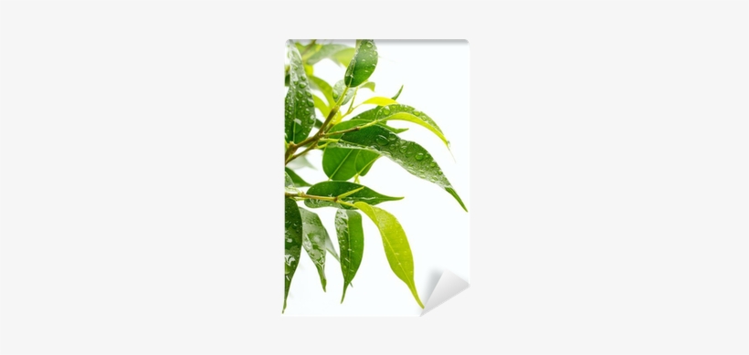 Bay Laurel, transparent png download