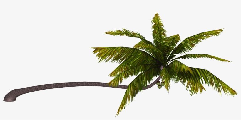 Coconut Palm - Wiki, transparent png download