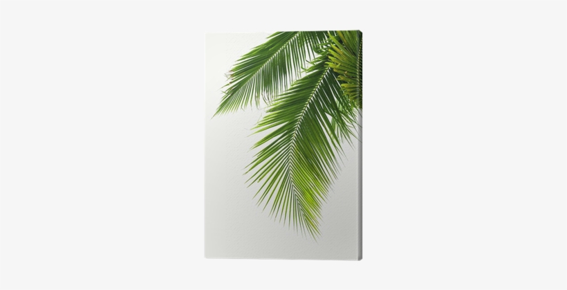 Leaves Of Coconut Tree Isolated On White Background - Coconut, transparent png download