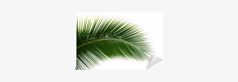 Leaf Of Coconut Palm Tree Isolated Wall Mural • Pixers® - Coconut, transparent png download