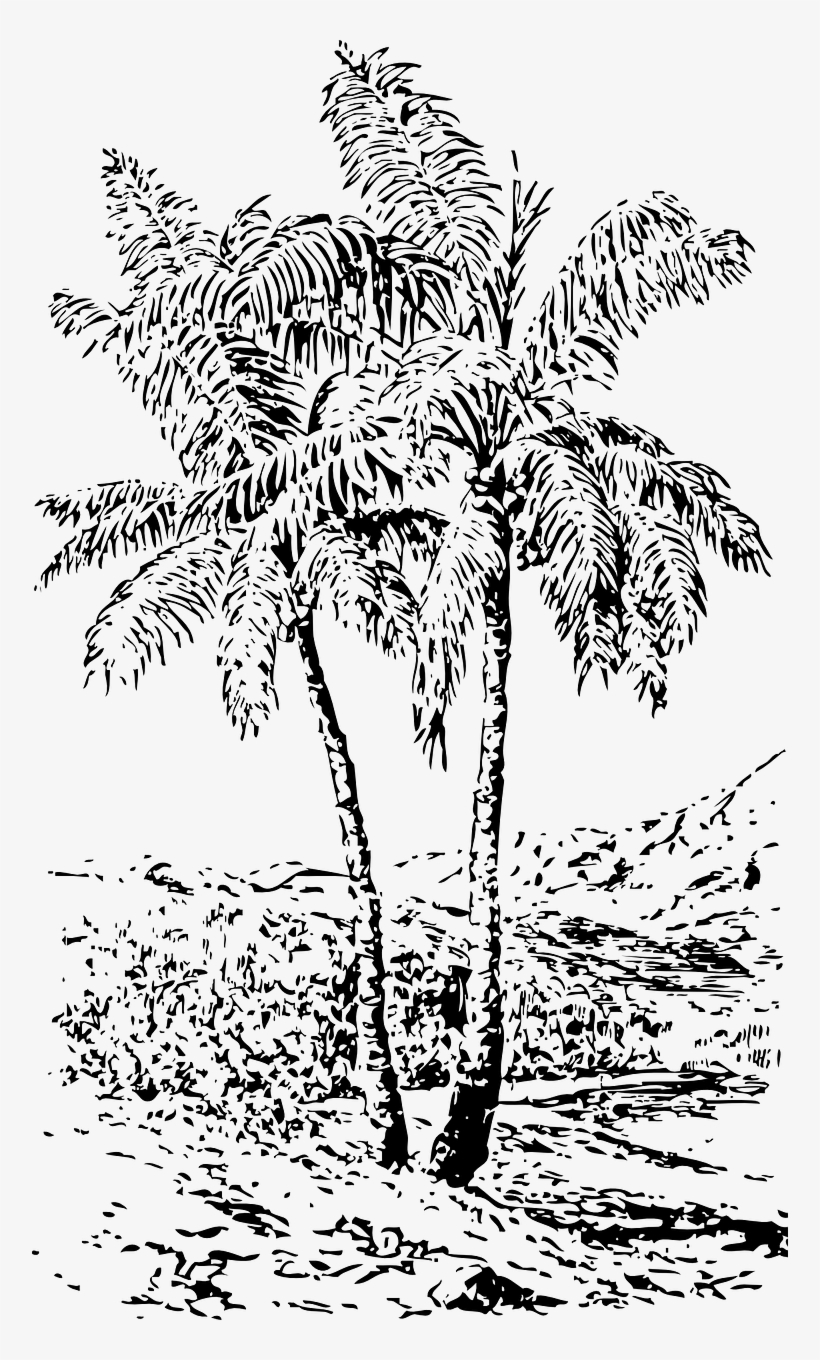 Trees,black And White,landscape - 3drose Llc 3drose Lsp_174619_1 Image Of Palm Cover, transparent png download