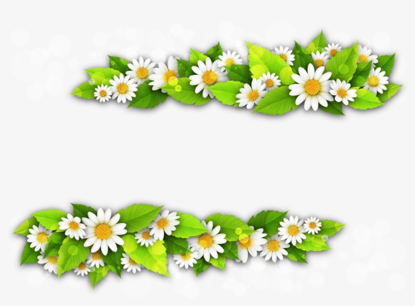 Png Клипарт "beautiful Flowers" - Chamomile, transparent png download