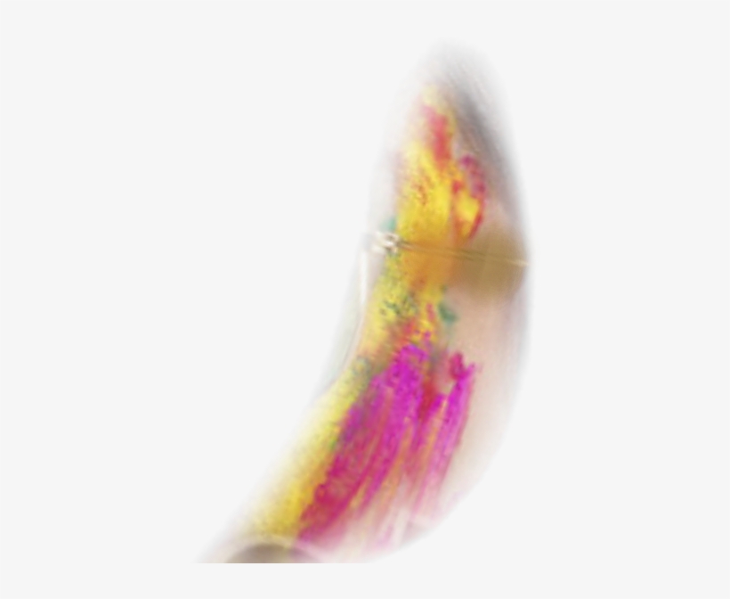 Holi Spacial Colors - Insect, transparent png download