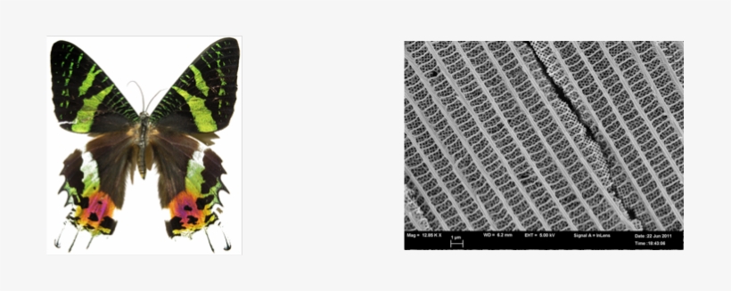 The Colour Of The Feathers Of Many Birds Is Due To - Lycaenid, transparent png download