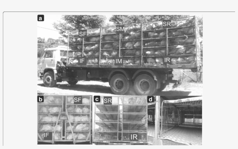 A) Photograph Of The Truck Container Side Loaded With - Common Fig, transparent png download