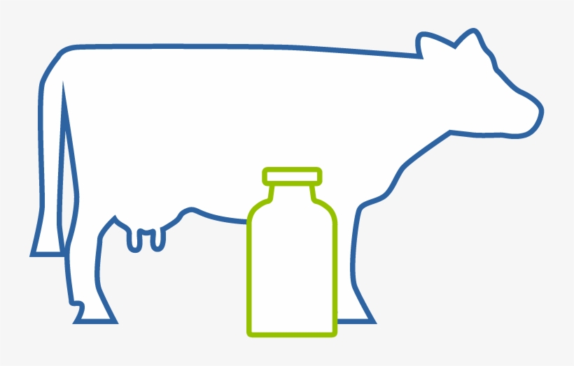 From The Cow To The Fridge, transparent png download