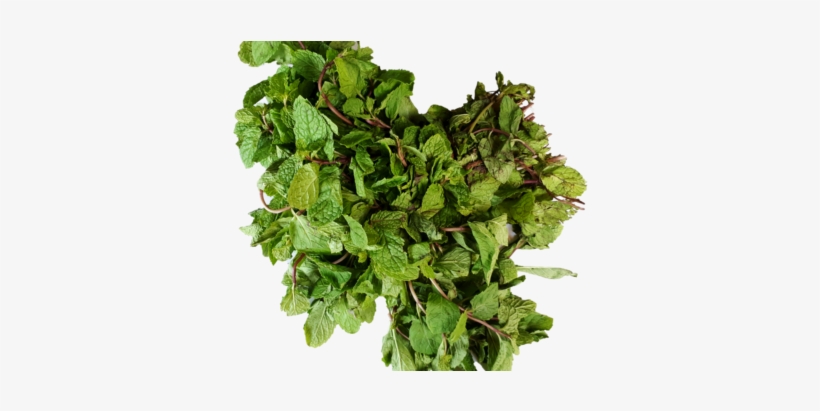 Mint Pudina - فوائد الهندباء, transparent png download