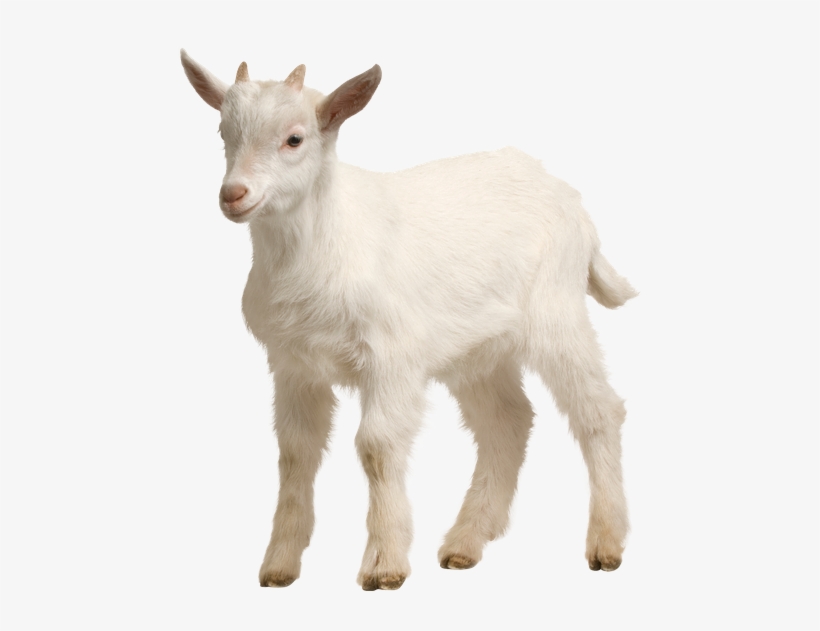 Miley Cyrus Goat Png Source - Us,veterinary Icu Patient Monitor Vital Signs Monitor,ecg, transparent png download
