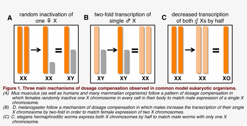 Summary Of Dosage Compensation - Дозовая Компенсация У Drosophila Melanogaster, transparent png download