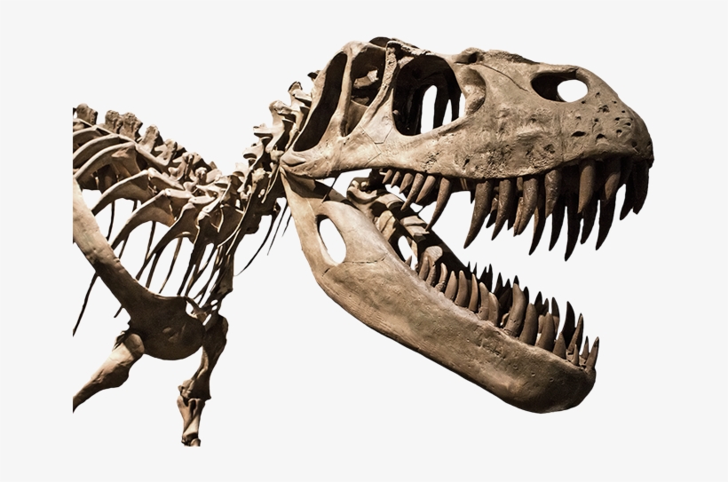 Fossilie 01 Flach - Types Of Different Dinosaur, transparent png download