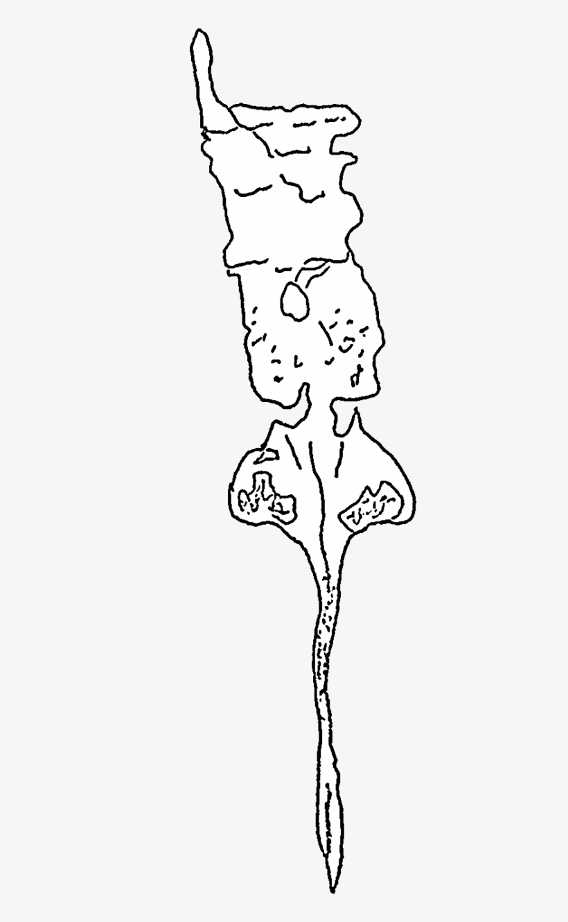 Salteropterus Fossil - Line Art, transparent png download