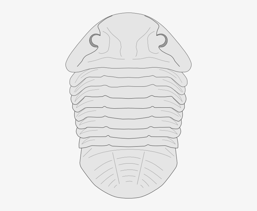 Fossil Of The Asaphus Species Svg Clip Arts 402 X 592, transparent png download
